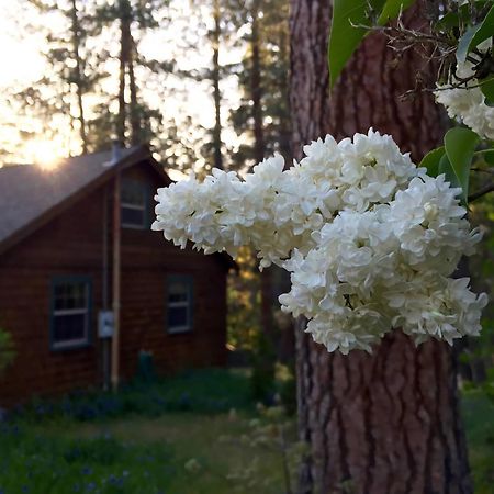 Ahwahnee-Be Vintage Cabin - Walk To Town! Idyllwild Εξωτερικό φωτογραφία