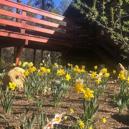 Ahwahnee-Be Vintage Cabin - Walk To Town! Idyllwild Εξωτερικό φωτογραφία
