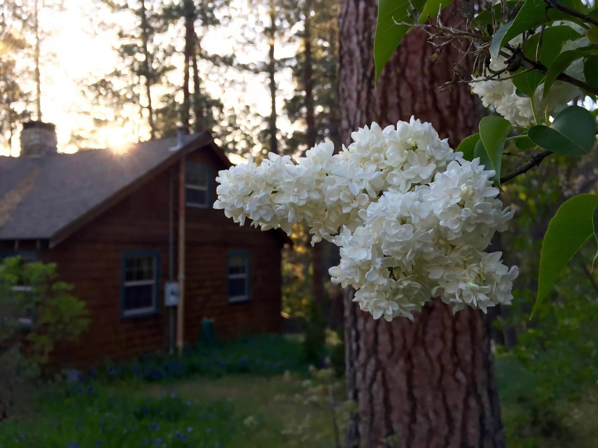 Ahwahnee-Be Vintage Cabin - Walk To Town! Idyllwild Εξωτερικό φωτογραφία