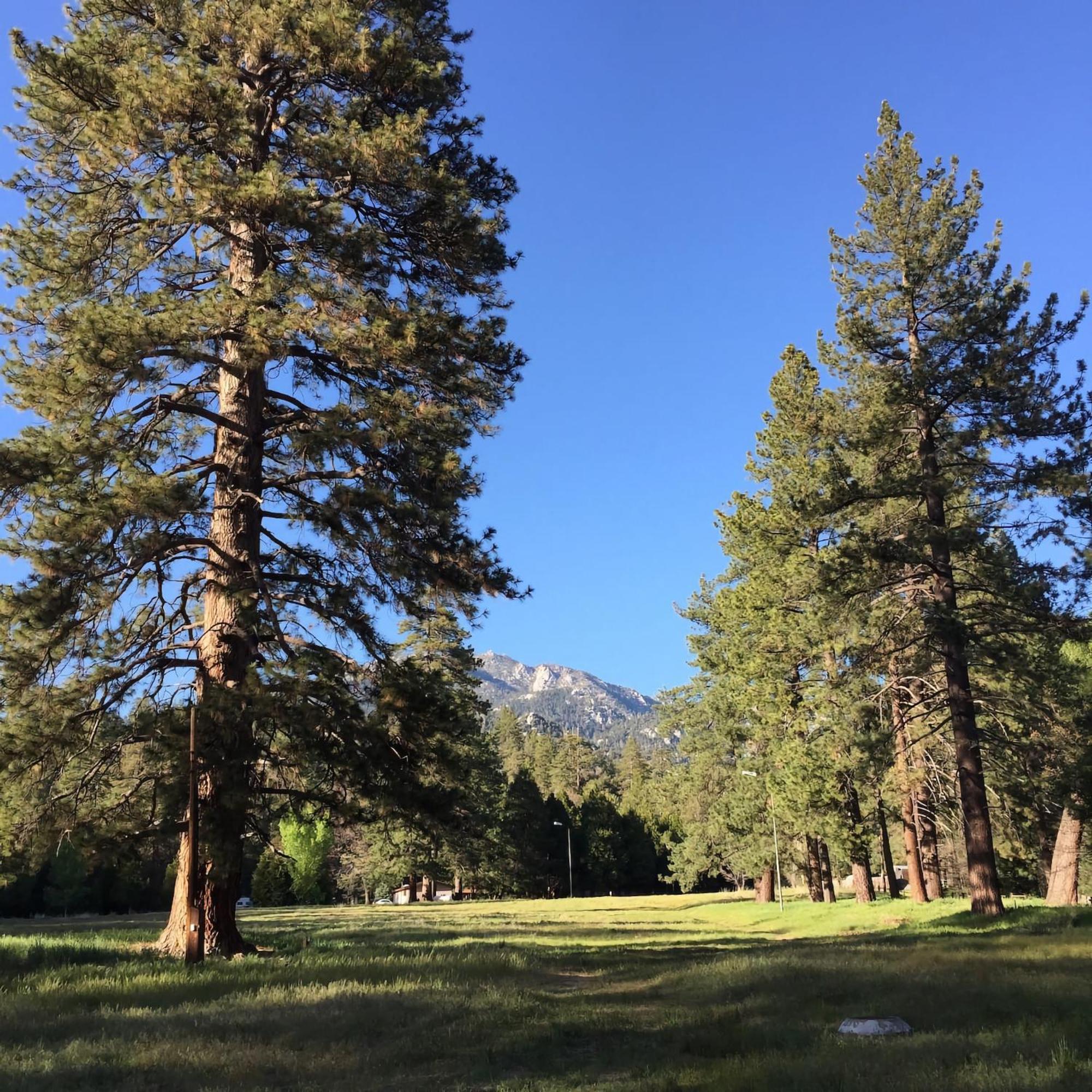 Ahwahnee-Be Vintage Cabin - Walk To Town! Idyllwild Εξωτερικό φωτογραφία